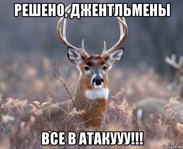 решено, джентльмены все в атакууу!!!, Мем   Наивный олень