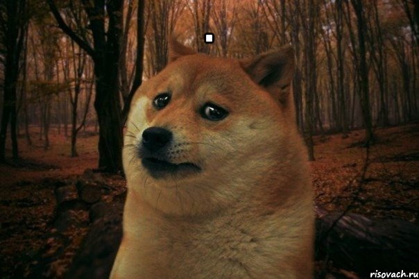 . , Мем SAD DOGE