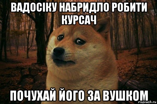 вадосіку набридло робити курсач почухай його за вушком, Мем SAD DOGE