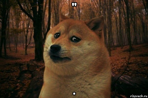 " ., Мем SAD DOGE