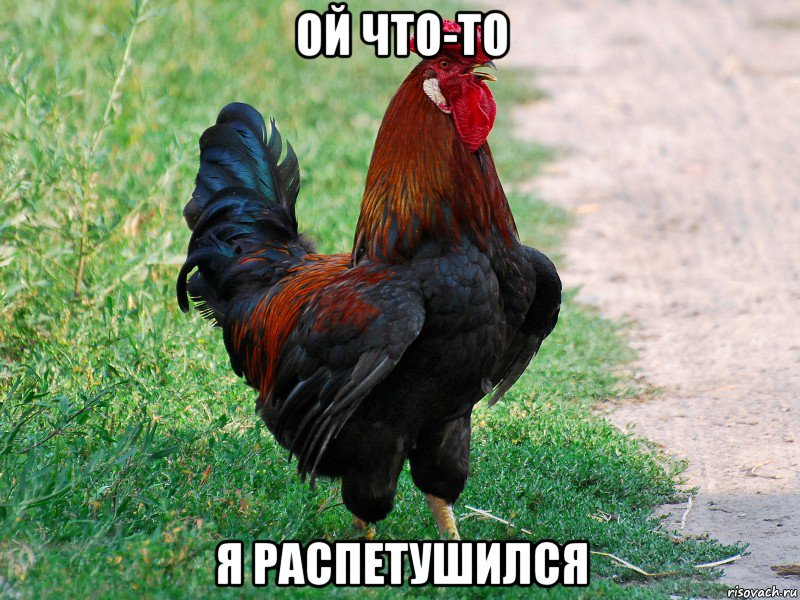 Ой что-то я распетушился