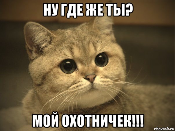 ну где же ты? мой охотничек!!!, Мем Пидрила ебаная котик