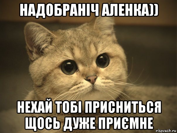 надобраніч аленка)) нехай тобі присниться щось дуже приємне, Мем Пидрила ебаная котик