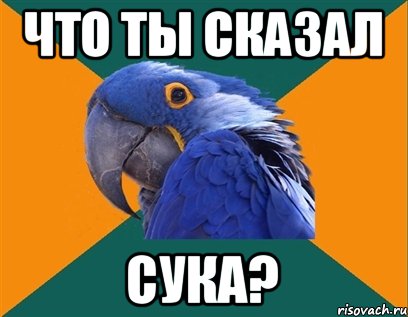 Что ты сказал Сука?, Мем Попугай параноик