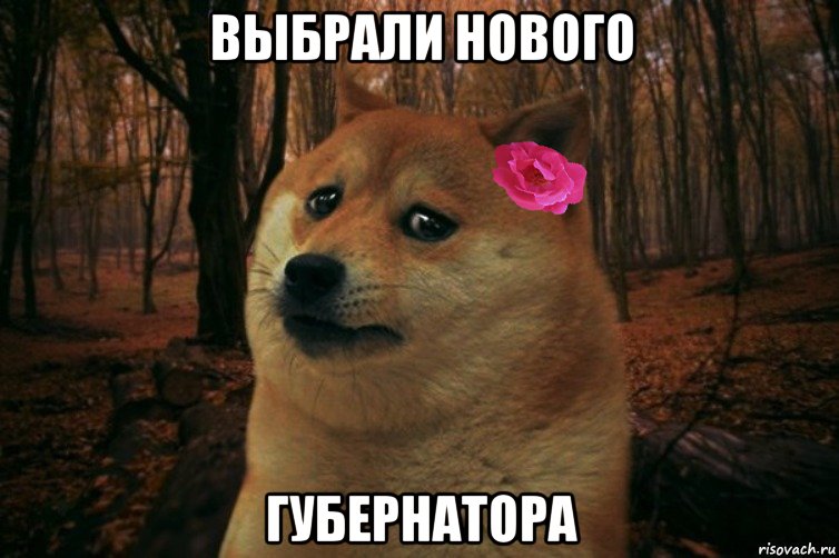 выбрали нового губернатора, Мем  SAD DOGE GIRL