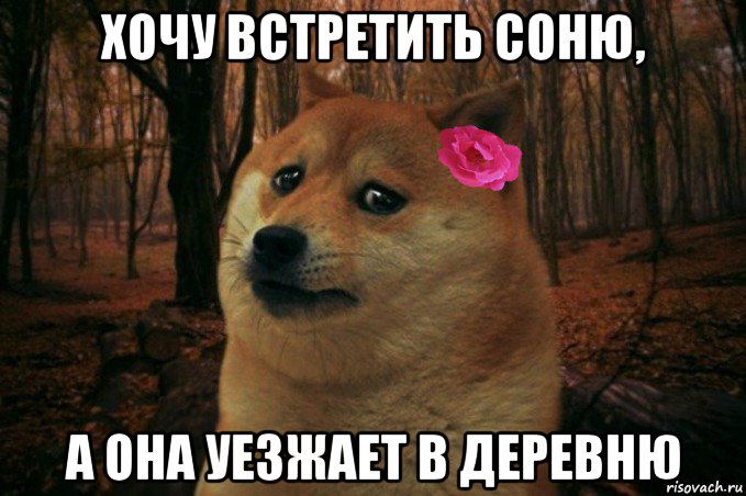 хочу встретить соню, а она уезжает в деревню, Мем  SAD DOGE GIRL