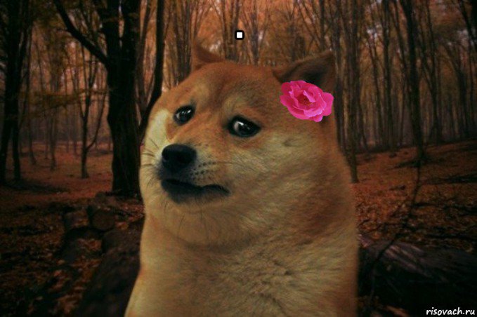 . , Мем  SAD DOGE GIRL