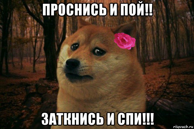 проснись и пой!! заткнись и спи!!!, Мем  SAD DOGE GIRL