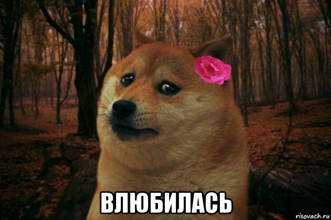  влюбилась, Мем  SAD DOGE GIRL