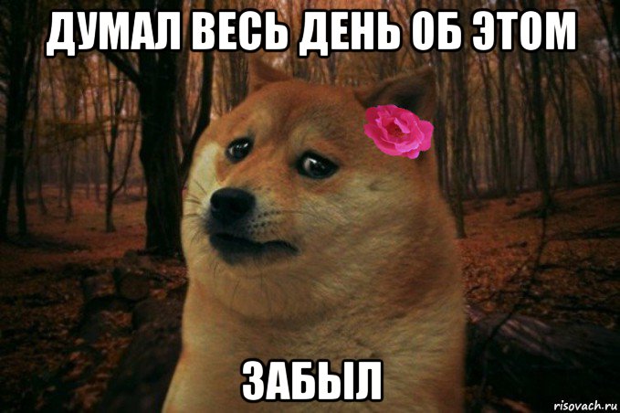 думал весь день об этом забыл, Мем  SAD DOGE GIRL