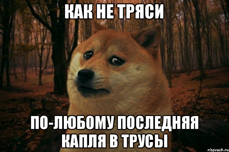 Как не тряси По-любому последняя капля в трусы, Мем SAD DOGE