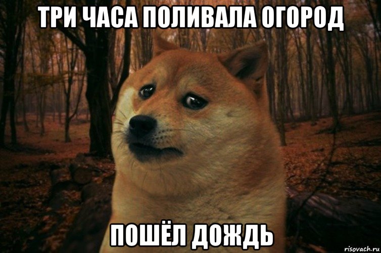 Три часа поливала огород Пошёл дождь, Мем SAD DOGE