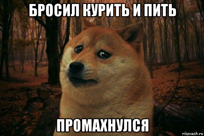 бросил курить и пить промахнулся, Мем SAD DOGE