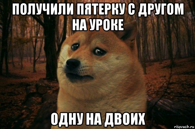 получили пятерку с другом на уроке одну на двоих, Мем SAD DOGE