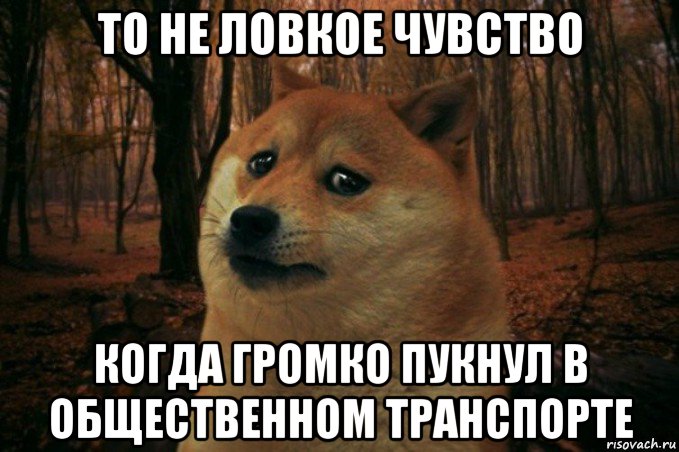 то не ловкое чувство когда громко пукнул в общественном транспорте, Мем SAD DOGE