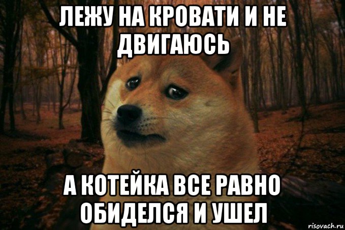 лежу на кровати и не двигаюсь а котейка все равно обиделся и ушел, Мем SAD DOGE