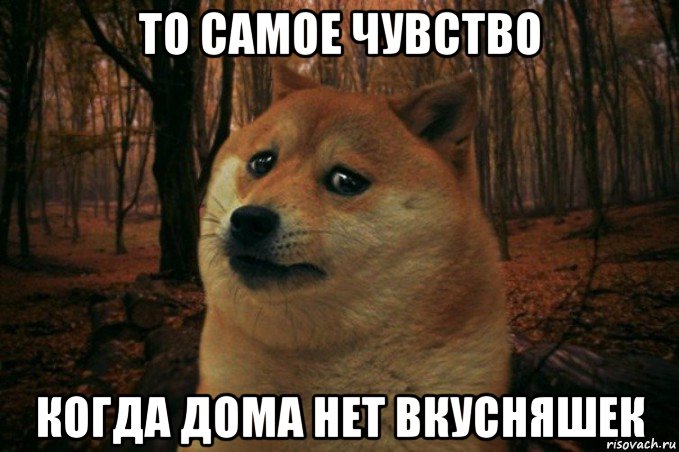 то самое чувство когда дома нет вкусняшек, Мем SAD DOGE