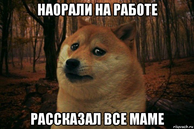 наорали на работе рассказал все маме, Мем SAD DOGE