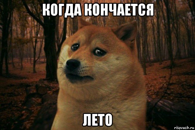 когда кончается лето, Мем SAD DOGE