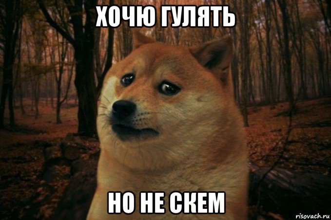 хочю гулять но не скем, Мем SAD DOGE