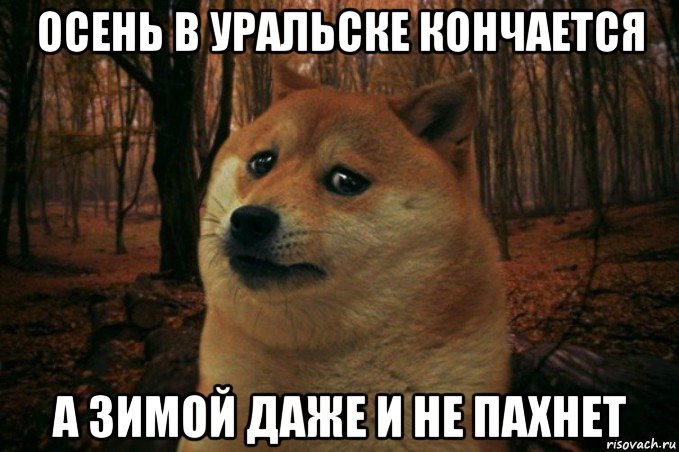 осень в уральске кончается а зимой даже и не пахнет, Мем SAD DOGE