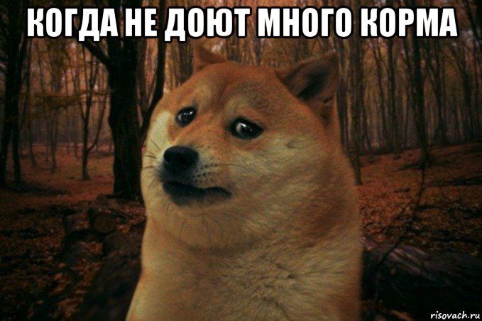 когда не доют много корма , Мем SAD DOGE