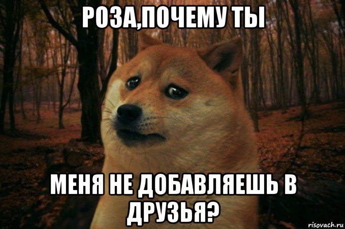 роза,почему ты меня не добавляешь в друзья?, Мем SAD DOGE