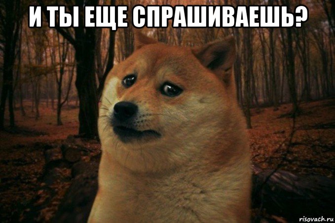 и ты еще спрашиваешь? , Мем SAD DOGE