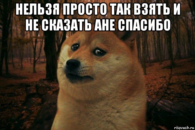 нельзя просто так взять и не сказать ане спасибо , Мем SAD DOGE