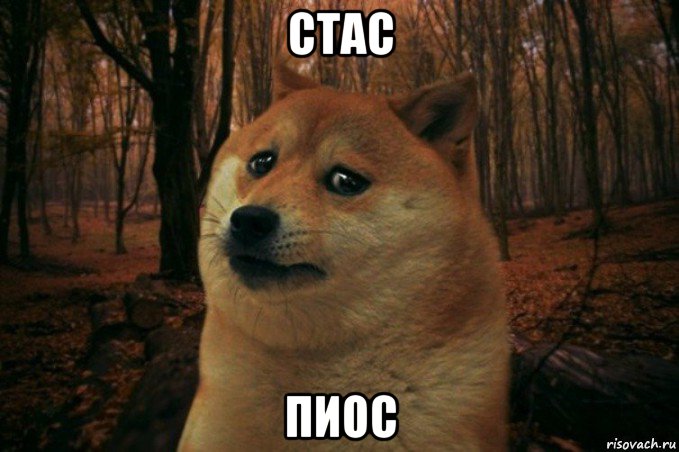 стас пиос, Мем SAD DOGE