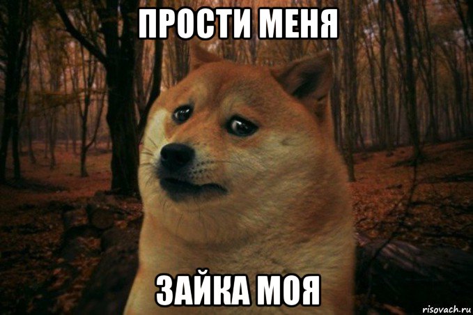 прости меня зайка моя, Мем SAD DOGE