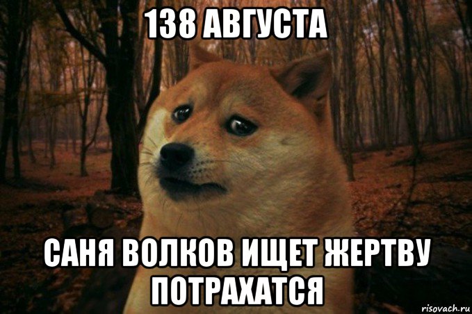 138 августа саня волков ищет жертву потрахатся, Мем SAD DOGE