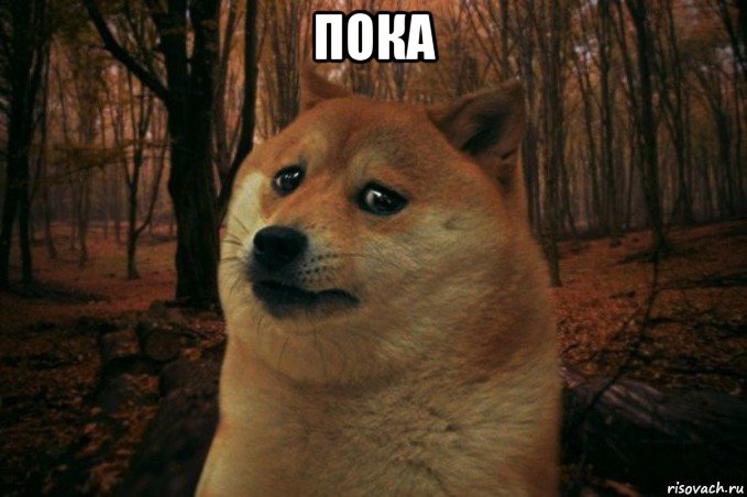 пока , Мем SAD DOGE