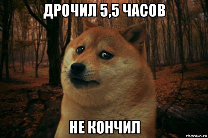 дрочил 5,5 часов не кончил, Мем SAD DOGE