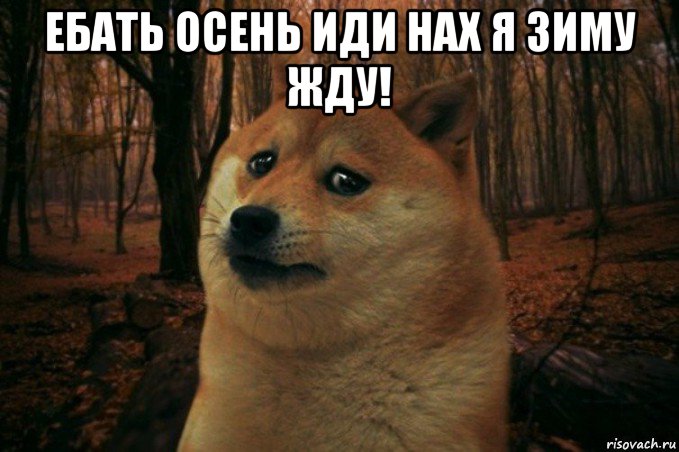 ебать осень иди нах я зиму жду! , Мем SAD DOGE