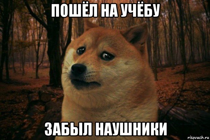 пошёл на учёбу забыл наушники, Мем SAD DOGE