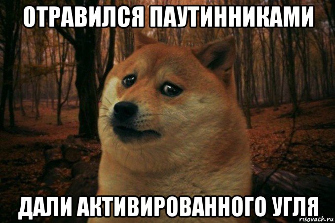 отравился паутинниками дали активированного угля, Мем SAD DOGE