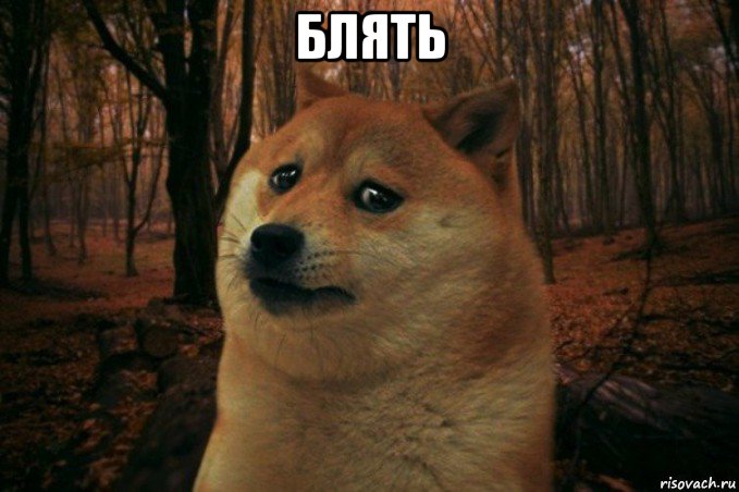 блять , Мем SAD DOGE