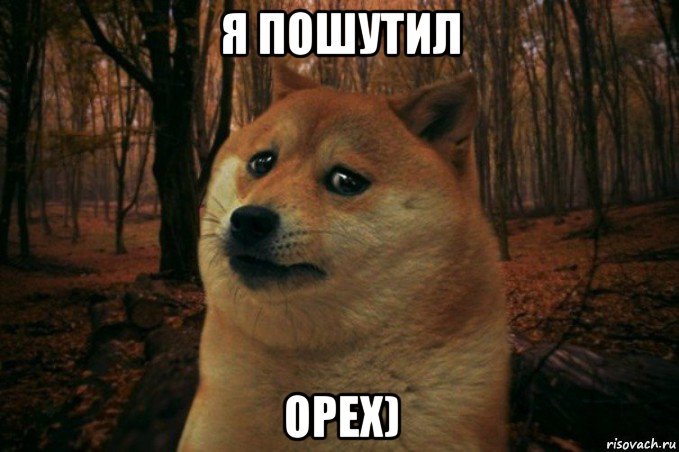 я пошутил орех), Мем SAD DOGE