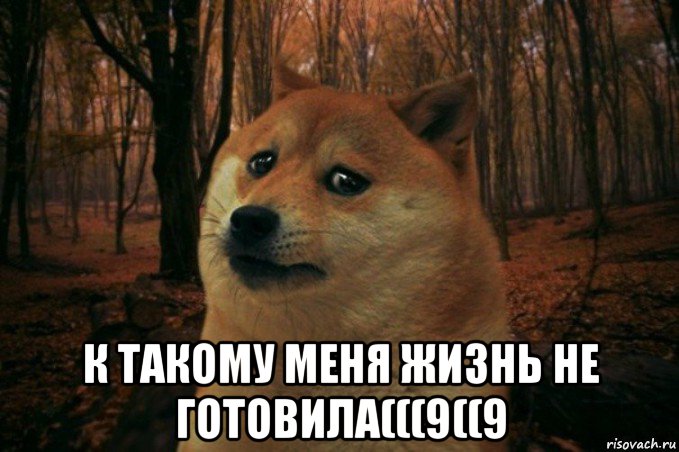  к такому меня жизнь не готовила(((9((9, Мем SAD DOGE