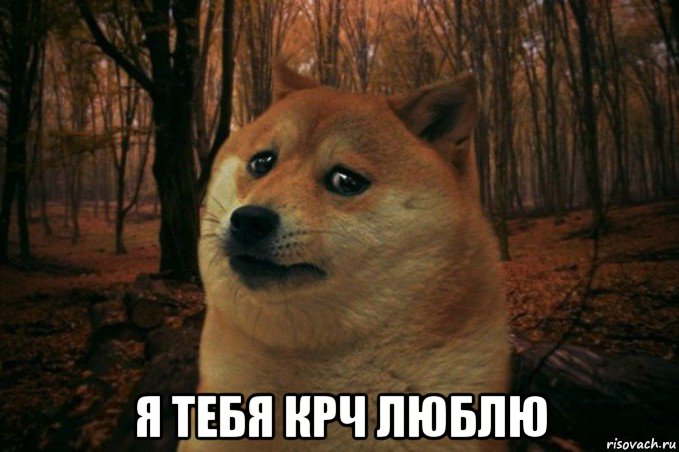  я тебя крч люблю, Мем SAD DOGE