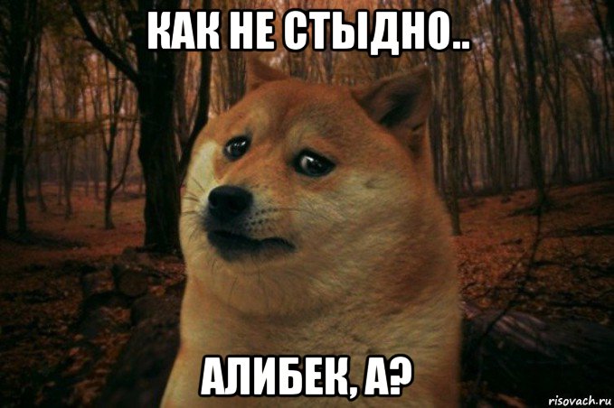 как не стыдно.. алибек, а?, Мем SAD DOGE