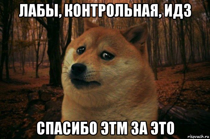 лабы, контрольная, идз спасибо этм за это, Мем SAD DOGE