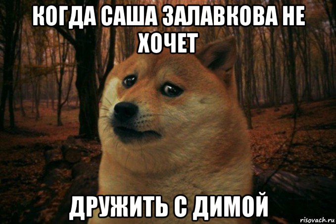 когда саша залавкова не хочет дружить с димой, Мем SAD DOGE