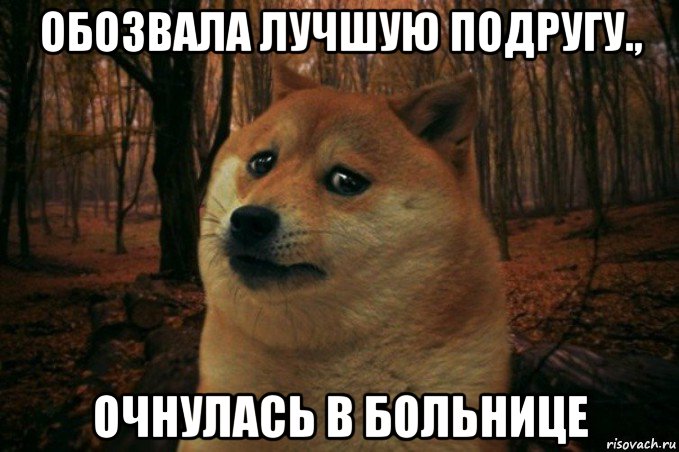 обозвала лучшую подругу., очнулась в больнице, Мем SAD DOGE