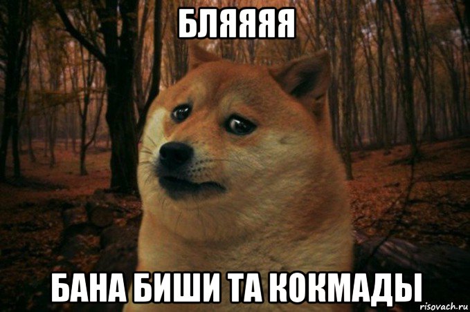 бляяяя бана биши та кокмады, Мем SAD DOGE