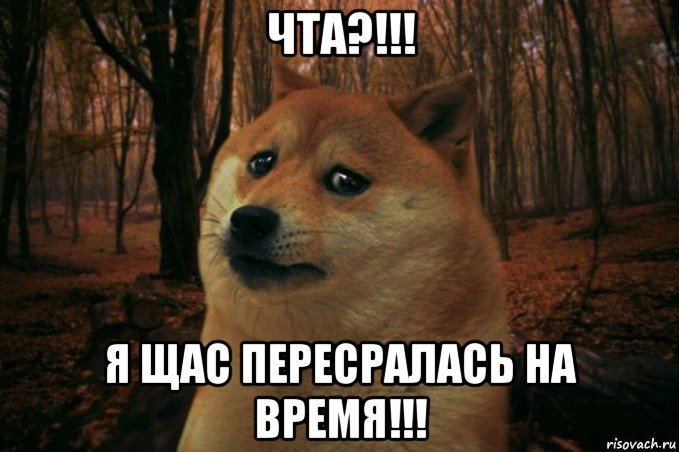 чта?!!! я щас пересралась на время!!!, Мем SAD DOGE