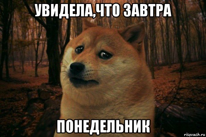 увидела,что завтра понедельник, Мем SAD DOGE