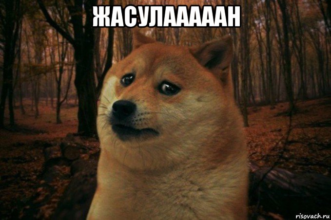 жасулааааан , Мем SAD DOGE