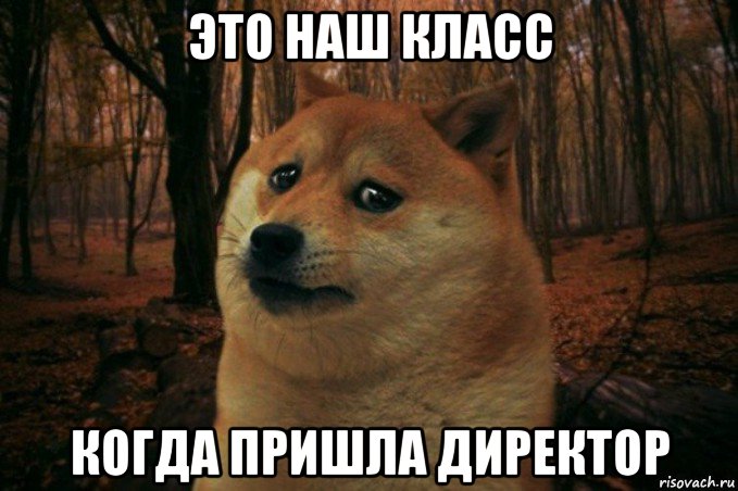 это наш класс когда пришла директор, Мем SAD DOGE